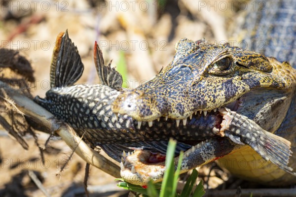 Spectacled caiman (Caiman crocodilius) Panatanal Brazil