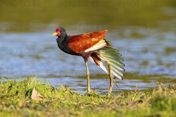 Red-fronted leaflet (Jacana jacana) Pantanal Brazil