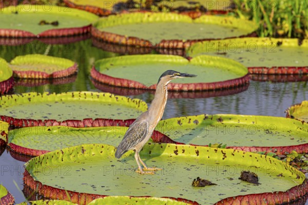 Mongrove Heron (Butorides striatus) Pantanal Brazil