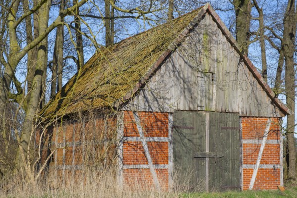 A half-timbered barn stands in a grove, Wildeshauser Geest, Bassum, Diepholz, Lower Saxony, Germany, Europe