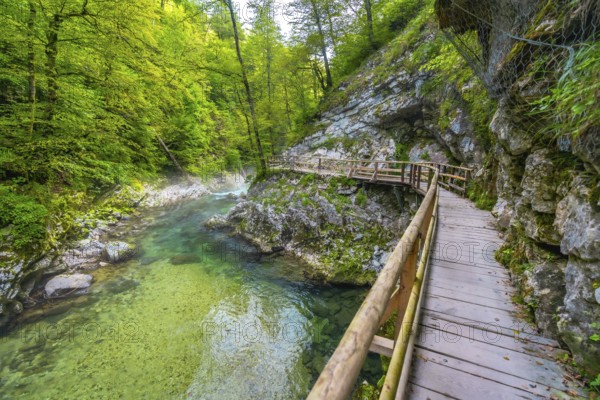 Lush green foliage surrounds a wooden walkway over a clear river in vintgar gorge, a popular tourist destination in slovenia