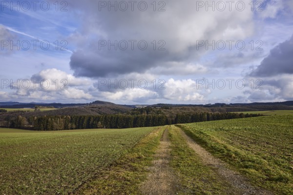 Agriculture, fields, hilly landscape, coniferous forest, landscape, landscape photography, blue sky, cumulus clouds, dirt road, Dreis-Brück, Eifel, Vulkaneifel district, Rhineland-Palatinate, Germany, Europe