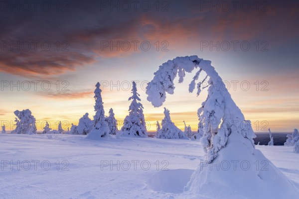Tykky forest, snow covered spruce trees on the taiga at sunset in winter, Riisitunturi National Park, Finnish Lapland, Posio, Koillismaa, Finland, Europe