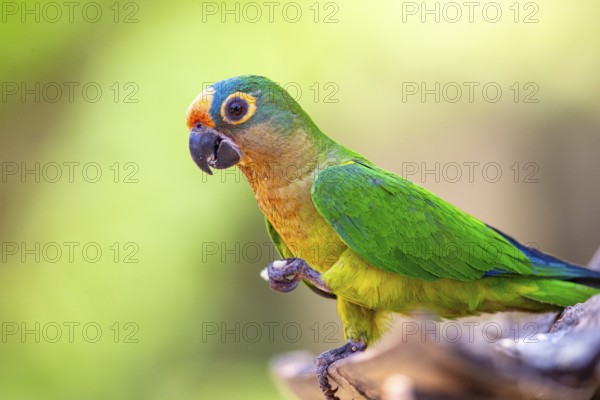 Peach-fronted conure (Aratinga aurea) Pantanal Brazil