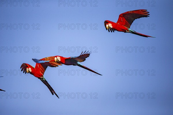 Red-and-green macaw (Ara chloropterus) Buraco das Araras Brazil