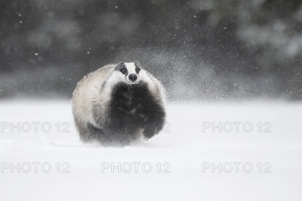 Badger in the snow, Wittlich, Rhineland-Palatinate, Germany, Europe