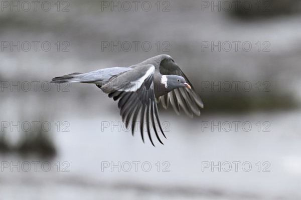 Wood pigeon (Columba palumbus), in flight, Texel, West Frisian Island, province of North Holland, Netherlands