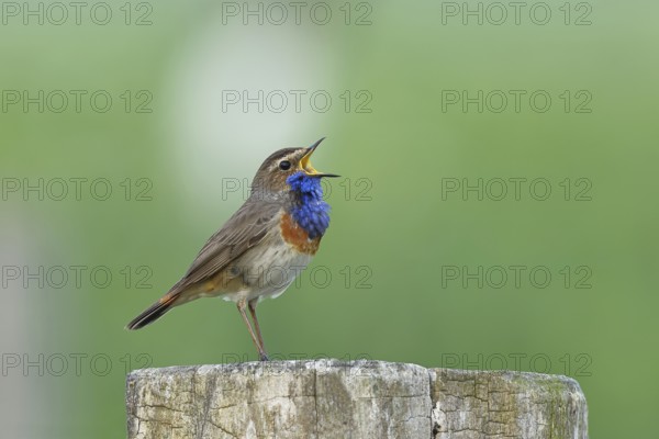 Bluethroat (Luscinia svecica cyanecula), male, singing on a pasture fence post, wildlife, Lembruch, Ochsen Moor, Dümmer nature park Park, Lower Saxony, Germany, Europe