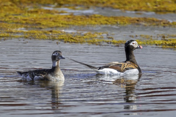 Long-tailed duck (Clangula hyemalis, Anas hyemalis) pair, female and male in breeding plumage swimming in pond in summer, Svalbard, Spitsbergen