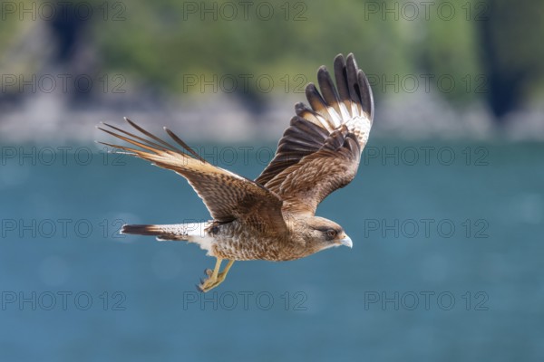 Peregrine Falcon (Falco peregrinus) in flight with outstretched wings near Caleta Gonzalo, Pumalin-Douglas Tompkins National Park, Chaiten, Los Lagos region, Patagonia, Chile, South America