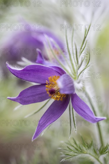 Pasque flower (Pulsatilla vulgaris), Emsland, Lower Saxony, Germany, Europe