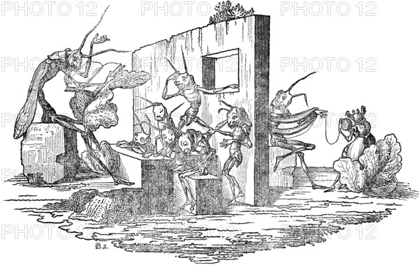 Chaos in the school of grasshoppers, parable about human life, depicted in caricatures of the grasshopper, parody, literary narrative in pictures with morals, mockery and derision, woodcut illustration, Swiss calendar for 1848