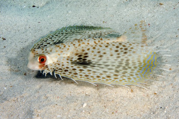 Underwater photo close-up of Oriental Flyingcock (Dactylopterus orientalis) swimming over sandy seabed seabed, Indian Ocean, Mauritius, Africa