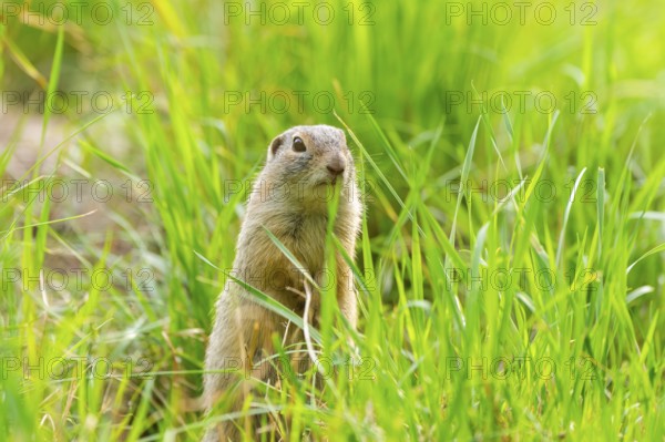 European ground squirrel (Spermophilus citellus) on a meadwo, Bavaria, Germany, Europe