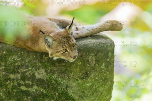 Eurasian lynx (Lynx lynx) lying in a forest, Bavaria, Germany, Europe