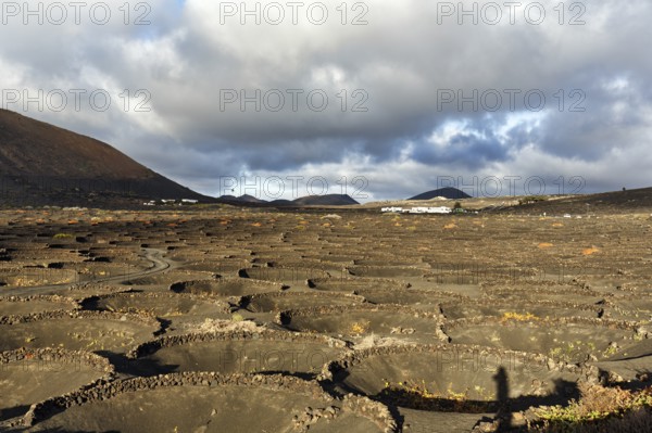 Viticulture on volcanic soil, protective walls for vines, crater, typical landscape with volcanic mountains, La Geria, Lanzarote, Spain, Europe