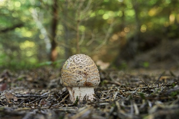 Young pearl mushroom or reddish bead mushroom (Amanita rubescens), Switzerland, Europe