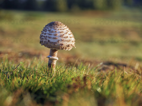 Parasol mushroom, Parasol or giant umbrella mushroom (Macrolepiota procera), Switzerland, Europe