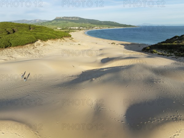The famous dune of Bolonia at the sandy coastline of the Atlantic Ocean and framed by forests of Stone pines (Pinus pinea) . Aerial view. Drone shot. Cádiz province, Andalusia, Spain, Europe