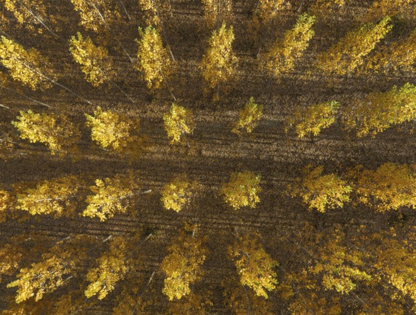 European Aspen (Populus tremula) in autumnal colours. Cultivated for timber. Aerial view. Drone shot. Granada province, Andalusia, Spain, Europe