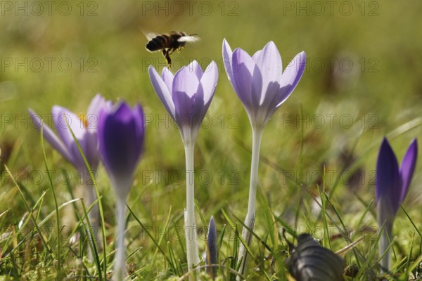 Crocus blossom with bee, Germany, Europe