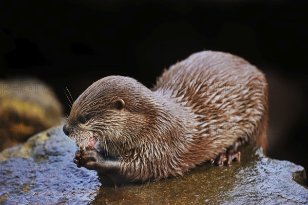 Dwarf otter or oriental small-clawed otter (Aonyx cinerea), adult, feeding, captive, occurring in Asia