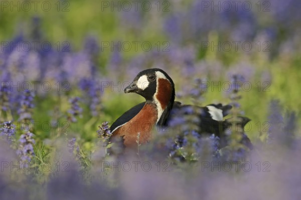 Red-breasted goose (Branta ruficollis), captive, occurrence in the European Arctic