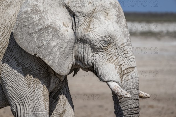 African elephant (Loxodonta africana), male, animal portrait, Nebrowni waterhole, Etosha National Park, Namibia, Africa