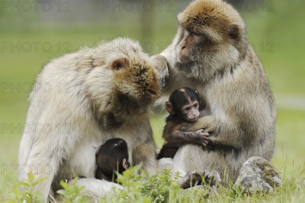 Barbary macaque (Macaca sylvanus) with young, captive, occurring in Morocco, Algeria and Gibraltar