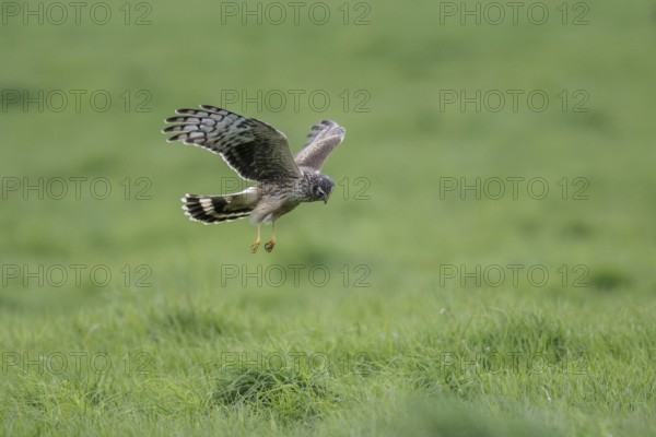 Hen harrier (Circus cyaneus), Emsland, Lower Saxony, Germany, Europe