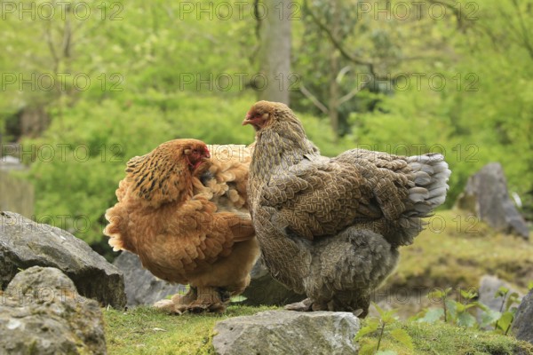Domestic fowl (Gallus gallus)