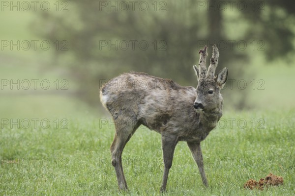 European roe deer (Capreolus capreolus) buck with shaggy winter coat and long, barely covered bast spikes at the hide, bast bursts open, sweeping begins, Allgäu, Bavaria, Germany, Europe