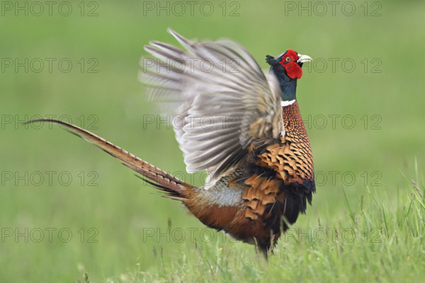 Pheasant or hunting pheasant (Phasianus colchicus), male flapping his wings, Lake Neusiedl National Park, Seewinkel, Burgenland, Austria, Europe