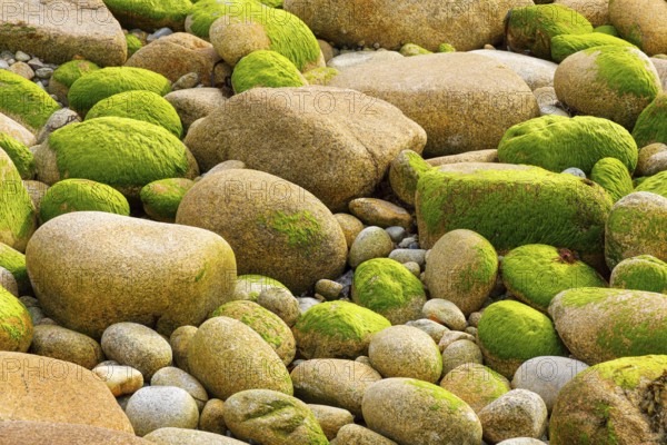 Ochre-coloured stones overgrown with green moss, stone stand in the Breatgne, France, Europe