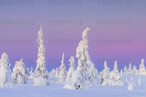 Tykky forest, snow covered spruce trees on the taiga at sunset in winter, Riisitunturi National Park, Finnish Lapland, Posio, Koillismaa, Finland, Europe