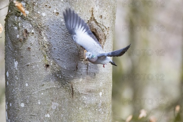 Stock Dove (Columba oenas) at Black Woodpecker Cave Germany