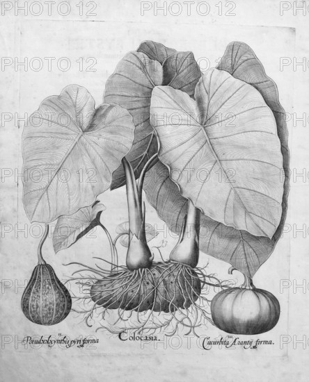 Taro (Colocasia esculenta), pumpkins, copperplate engraving by Basilius Besler, from the plant book Hortus Eystettensis, 1613