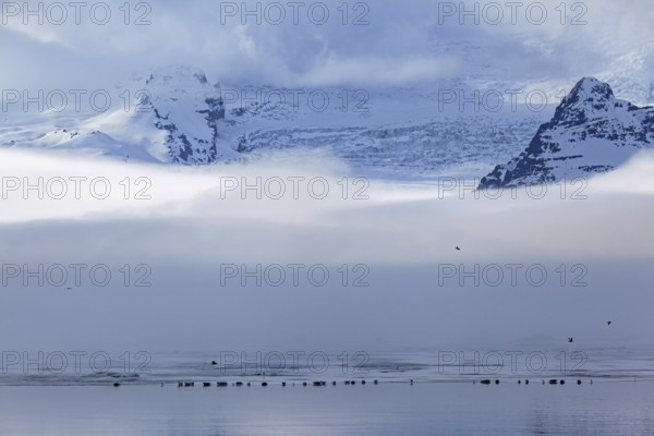 Seals on ice floes, fog, clouds, glaciers, mountains, winter, Jökulsarlon, Vatnajökull, Iceland, Europe