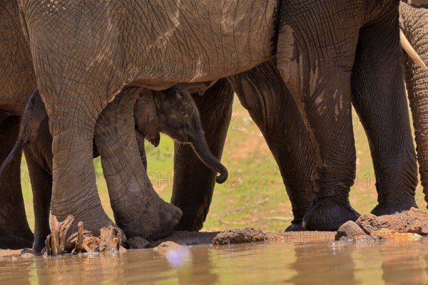 African elephant (Loxodonta africana), young animal, calf, baby elephant, mother, young animal with mother, at the water, Kruger National Park, Kruger National Park, South Africa, Africa