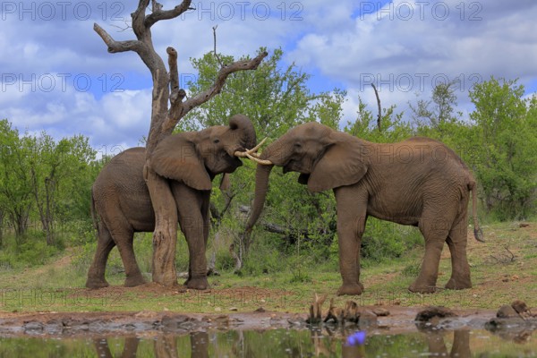 African elephant (Loxodonta africana), adult, male, two bulls, fighting, wrestling, at the water, Kruger National Park, Kruger National Park, South Africa, Africa