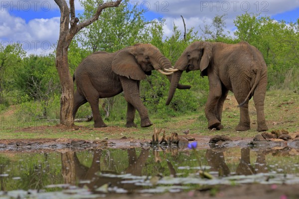 African elephant (Loxodonta africana), adult, male, two bulls, fighting, wrestling, at the water, Kruger National Park, Kruger National Park, South Africa, Africa