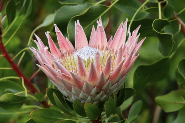 King Protea (Protea cynaroides), flower, flowering, flower, in spring, Kirstenbosch Botanical Gardens, Cape Town, South Africa, Africa