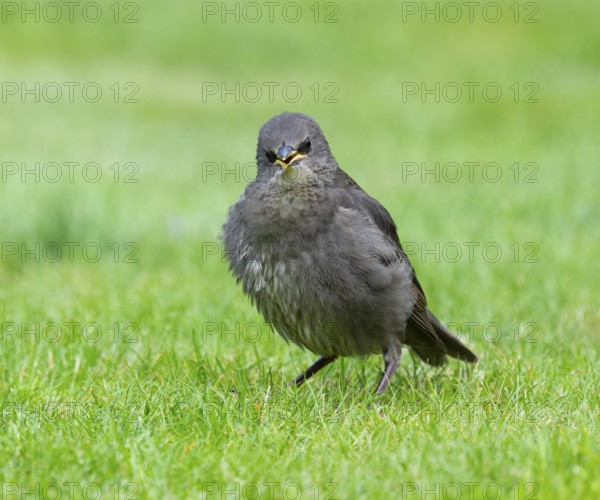 Starling (Sturnus vulgaris), young bird standing on a lawn in the garden, Lower Saxony, Germany, Europe