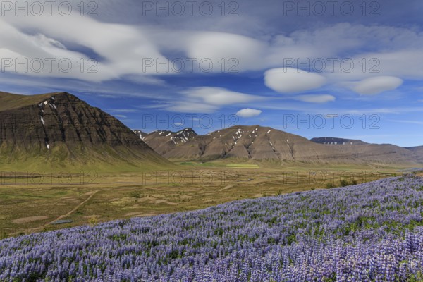Lupines, mountains, summer, cloudy mood, sunny, Westfjords, Iceland, Europe