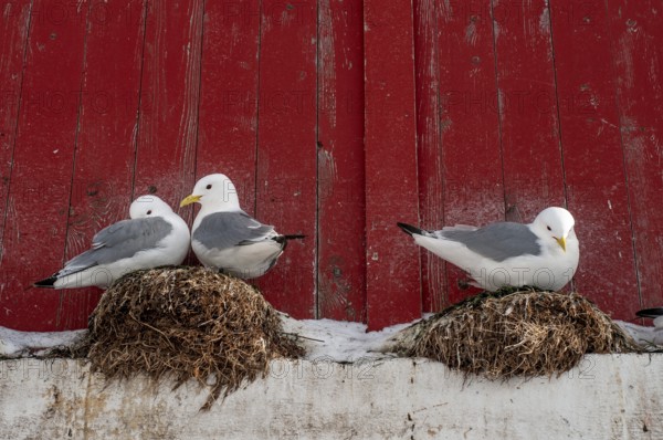 Seagulls in front of a red wooden wall, Å i Lofoten or Å for short, Lofoten, Northern Norway, Norway, Europe