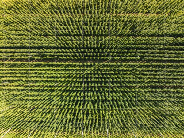 Bird's eye view of a symmetrical green field with densely growing plants, hop garden, Hochdorf, Black Forest, Germany, Europe