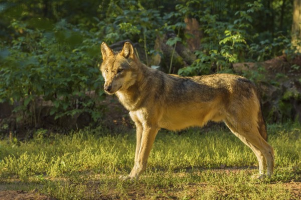 Wolf (Canis lupus), at sunrise in forest, summer, Germany, Europe