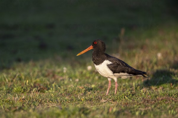 Oystercatcher (Haematopus ostralegus), Emsland, Lower Saxony, Germany, Europe