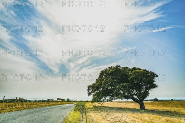 Landscape with wide sky, road and lonely tree