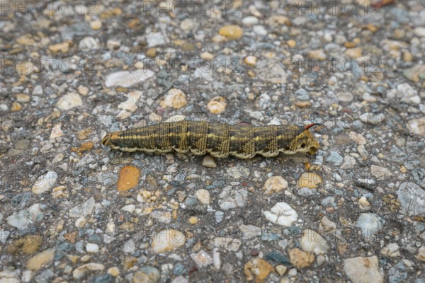 Caterpillar of the winch hawkmoth (Agrius convolvuli) crawling over the stony surface of a road, Lake Neusiedl National Park, Burgenland, Austria, Europe